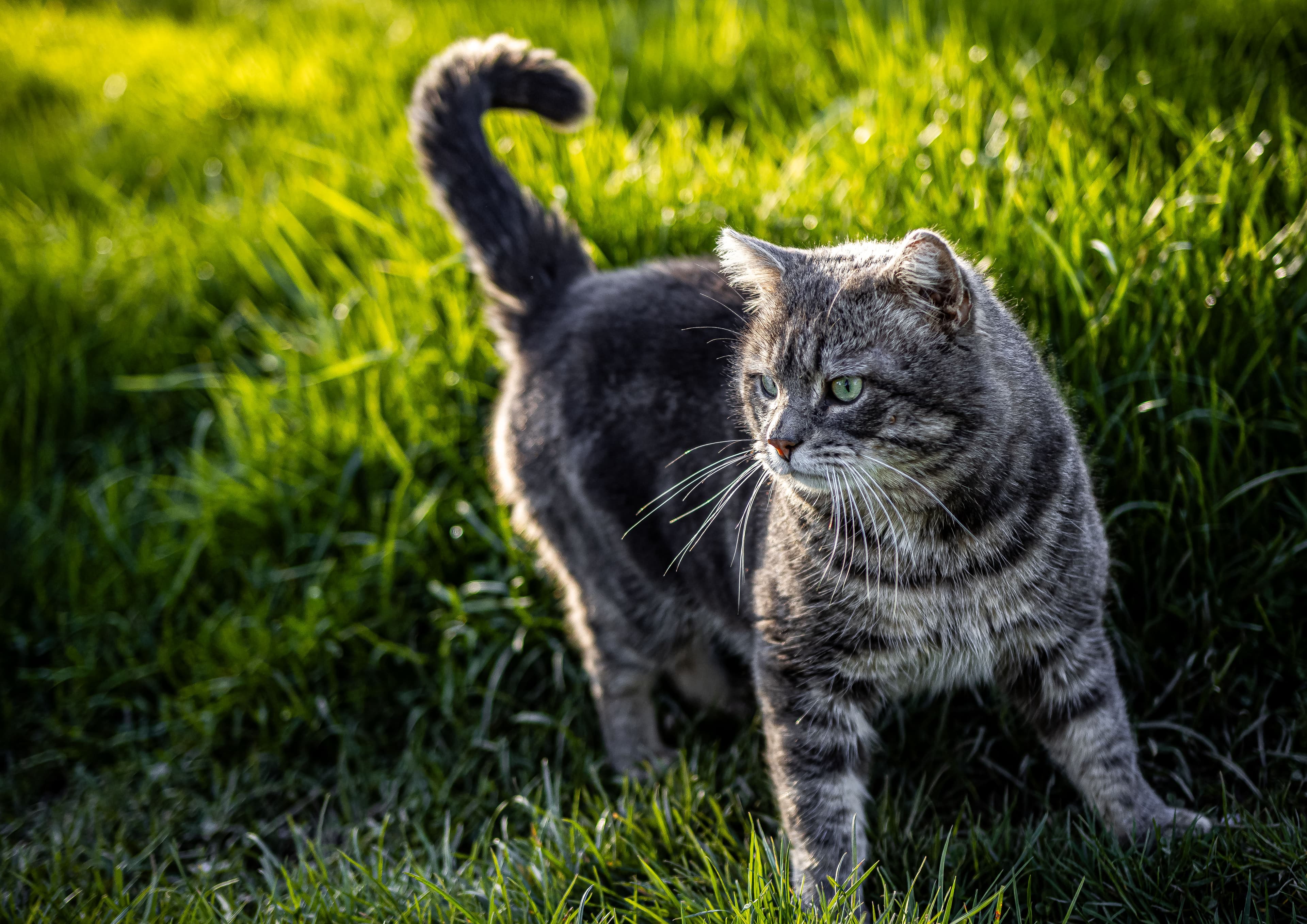 Animaux